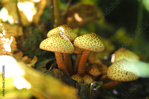 Forest mushrooms in a clearing. Sunny picture. It's a macro