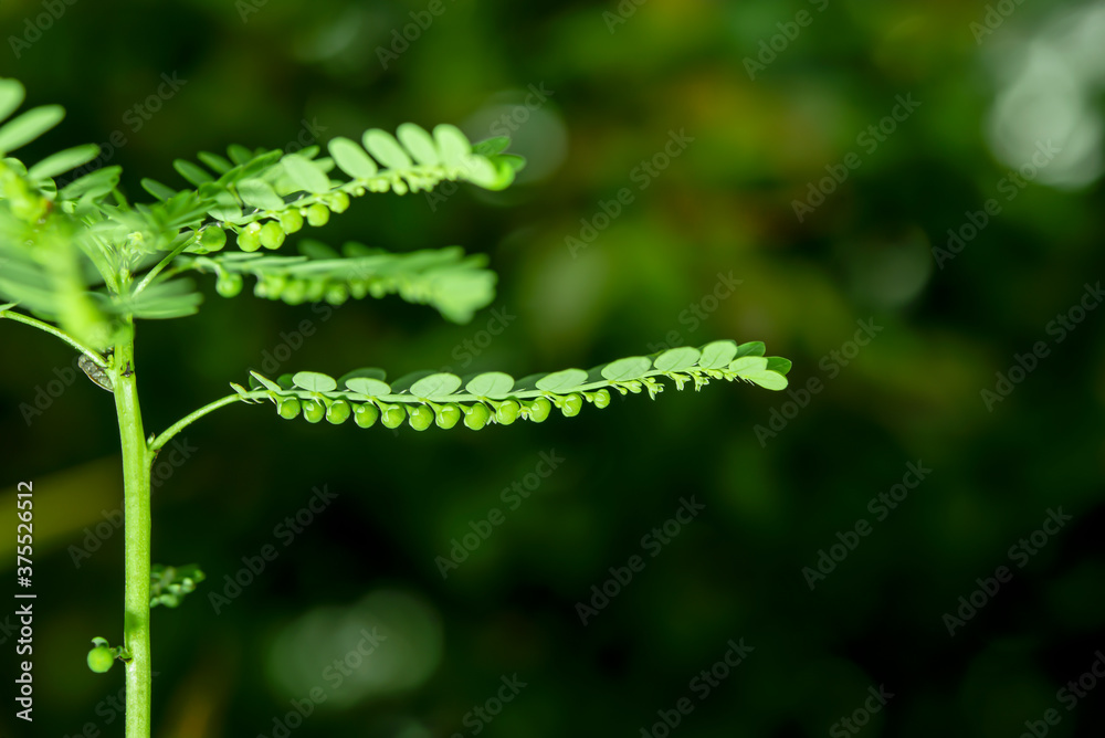 The seed of the Phyllanthus amarus Schumach