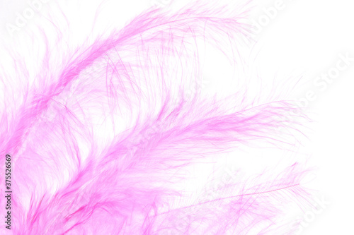 pink bird feathers on white background
