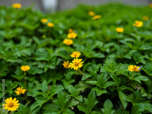 yellow flowers in the garden