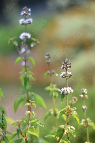 Blühende Zitronenminze (Mentha gentilis) photo