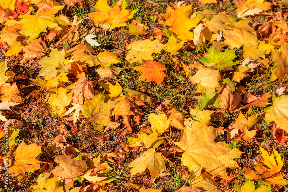 Background of the autumn maple leaves Background of the autumn maple leaves