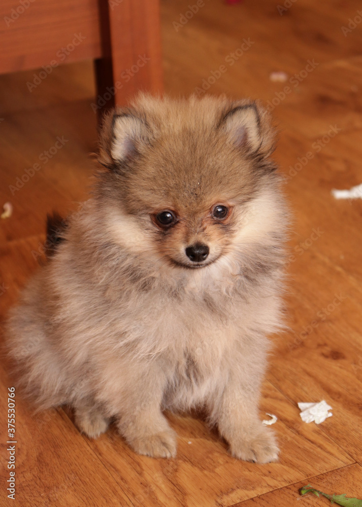 Pomeranian spitz lovely dog, friendly cool puppy at home photo Pomeranian spitz lovely dog, friendly cool puppy at home photo