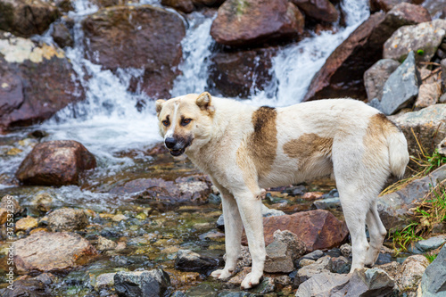 A stray dog drinks water in the river. Animal free or helping stray animals.