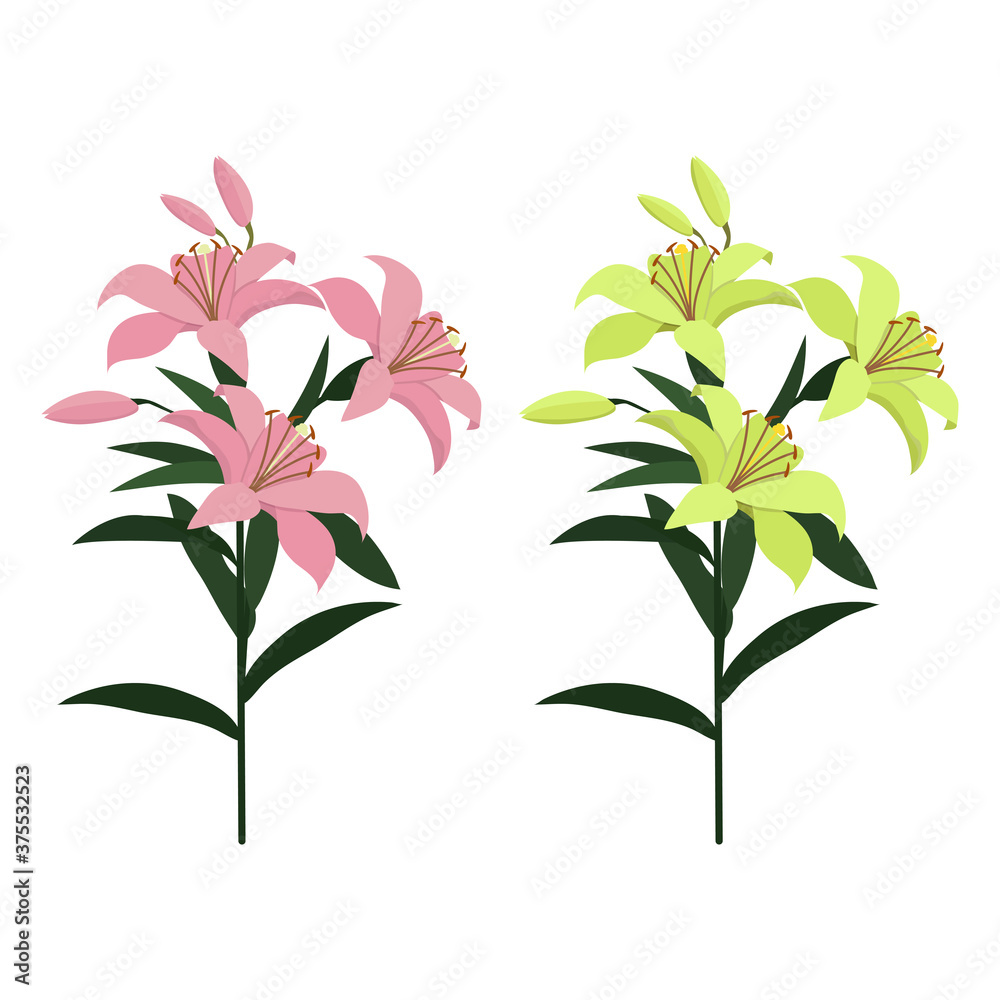 Vector illustration of pink and yellow lily