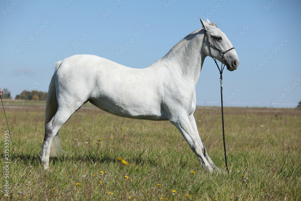 Amazing lipizzaner horse on pasturage Amazing lipizzaner horse on pasturage