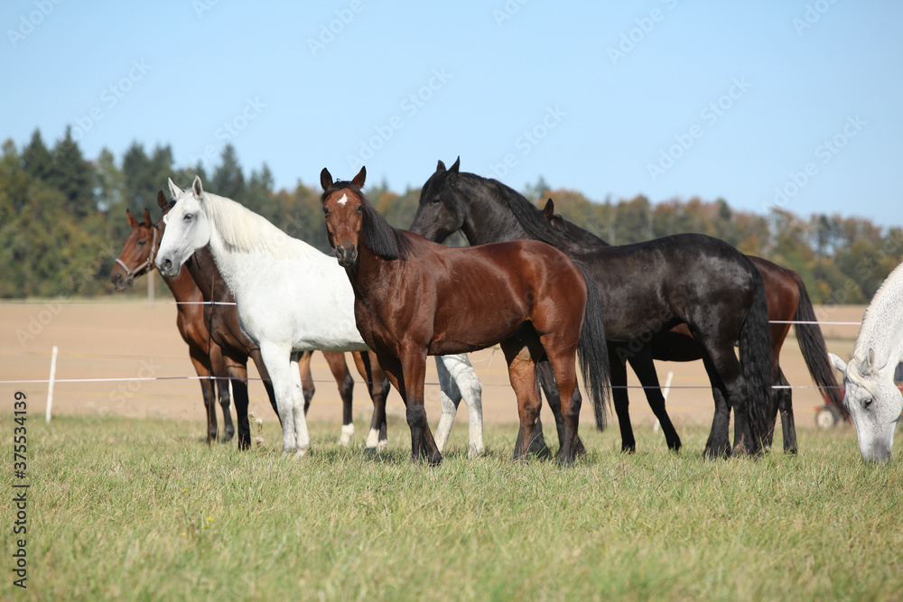 Batch of horses on pasturage