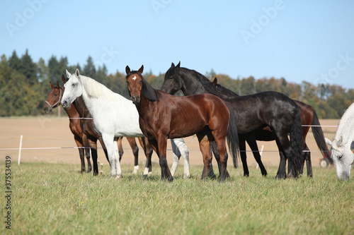 Batch of horses on pasturage