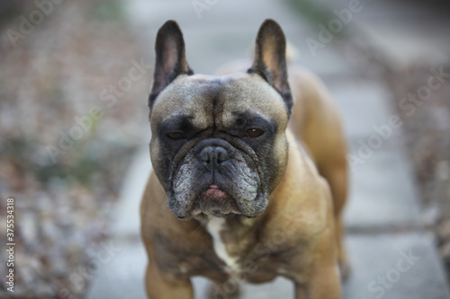 Lola the French bulldog © Gary Hoban