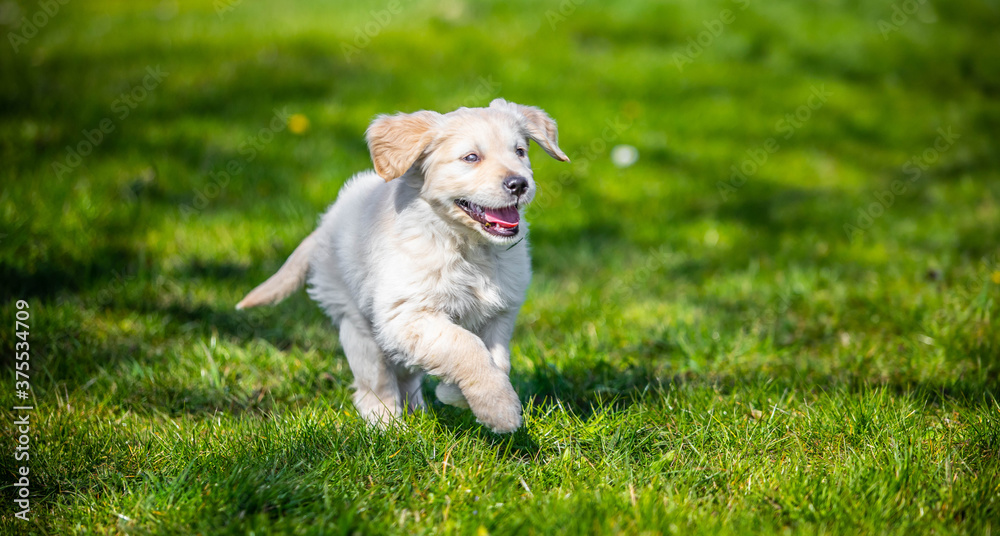 Golden retriever puppy running Golden retriever puppy running