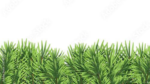 Border with Christmas tree branches on white background