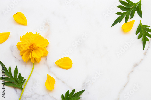 yellow cosmos local flora arrangement flat lay postcard style on background white