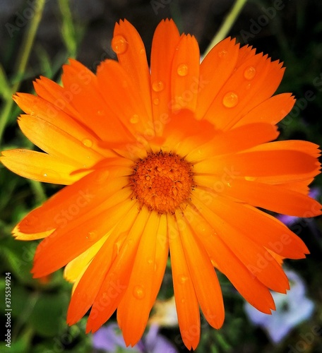 orange gerber daisy