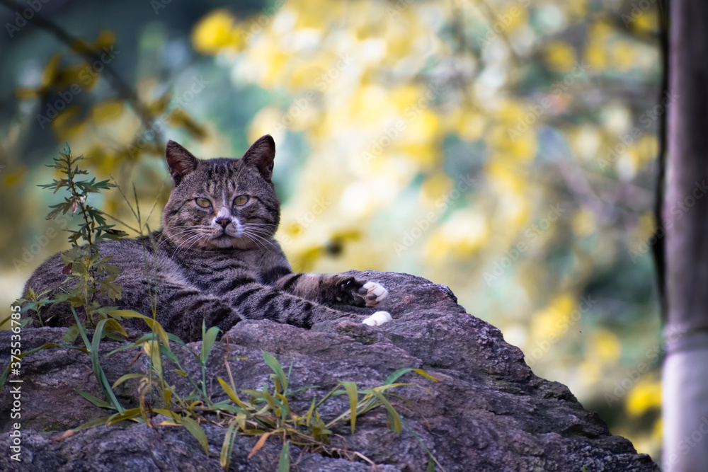 Portrait of a tabby street cat living in a rural park in Namyangju, South Korea. Portrait of a tabby street cat living in a rural park in Namyangju, South Korea.