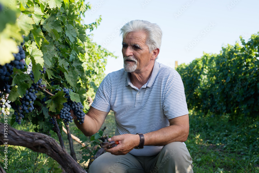 Fototapeta premium Senior man at vineyard