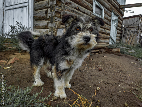 yorkshire terrier on the street