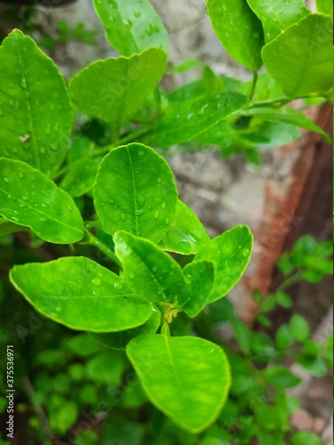 Wallpaper Mural fresh green lemon leaves Torontodigital.ca