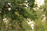 Oaks on the oak tree in the Königsdorfer forest
