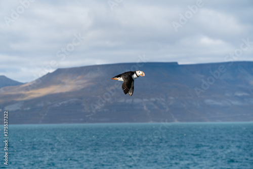 Puffin
