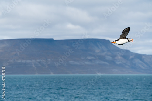 Puffin