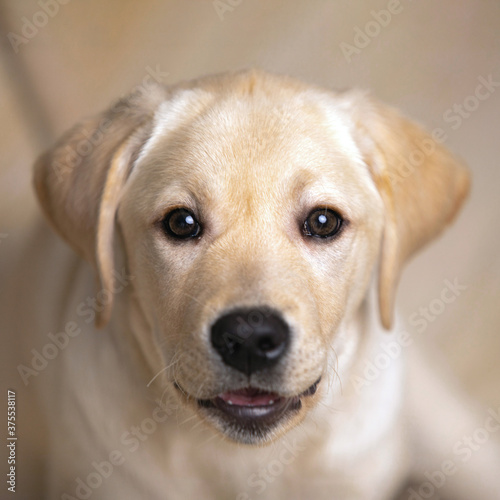 funny Labrador Retriever puppy dog looks at camera with its mouth slightly open