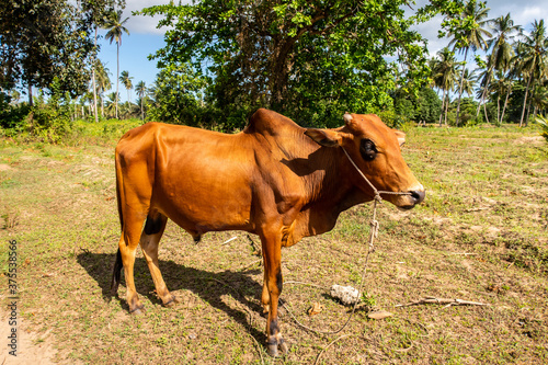 Single Zebu cow (Bos taurus indicus), sometimes known as indicine cattle or humped cattle, grazing on Pemba Island, Tanzania. © Cleop6atra