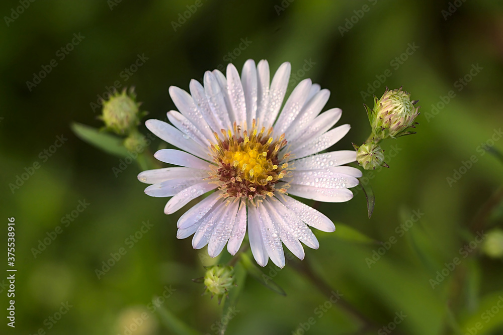 drops of morning dew on the petals of a small flower drops of morning dew on the petals of a small flower