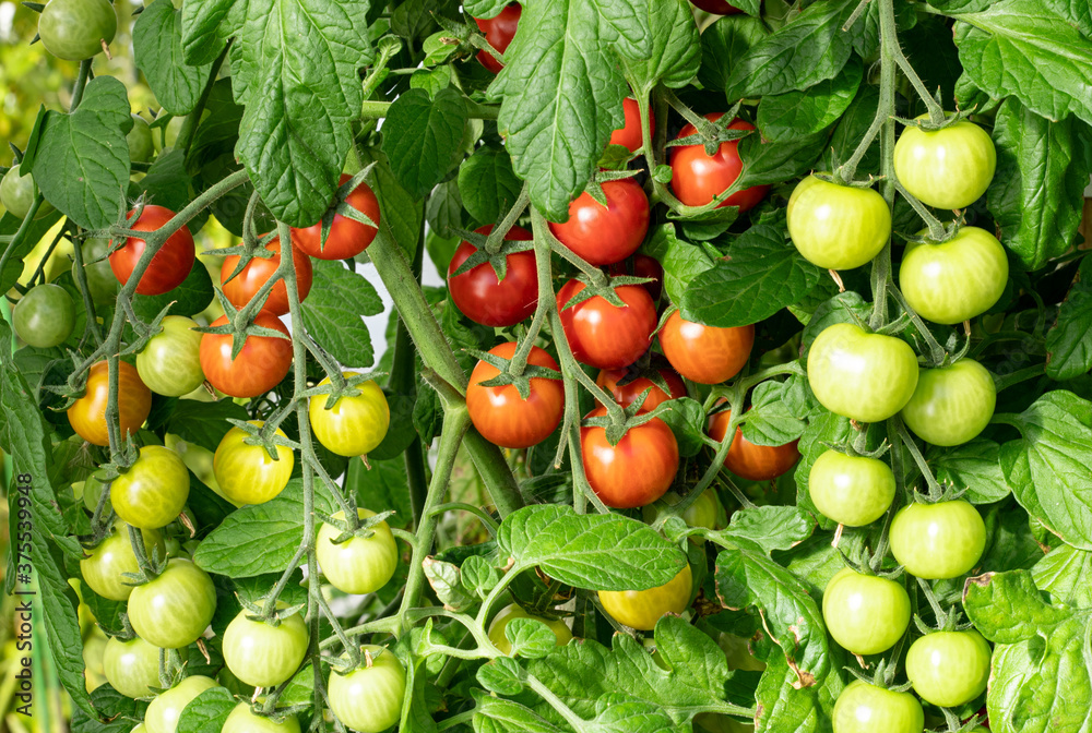Bunch of small red and green tomatoes. Autumn bush