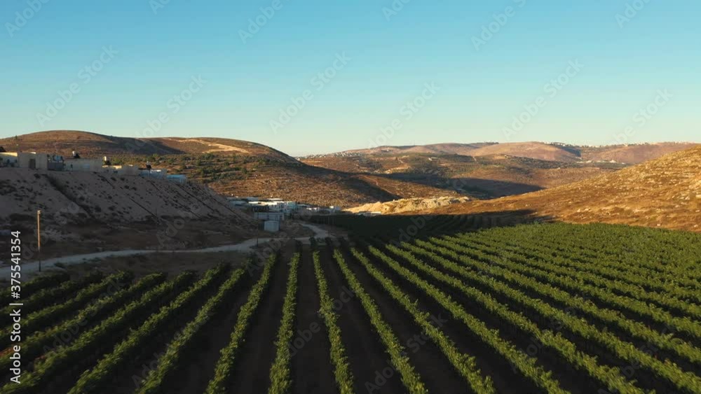 Aerial view above green vine winery fields ready to harvest. Drone in low altitude above agriculture farm land growing in row. Wine industry concept.