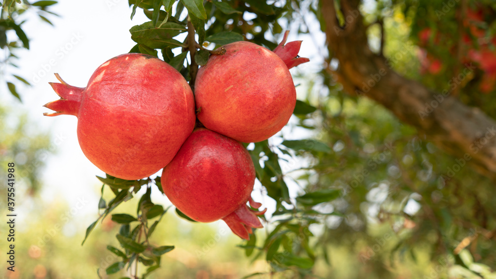 Pomegranate tree plantation in picking season Pomegranate tree plantation in picking season