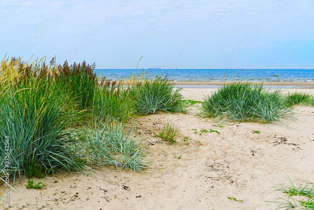 Green reed lots of sand and blue sea. Beautiful sandy beach at Baltic Sea in Aegna island, Estonia.Grass straw on the beach in sunset.