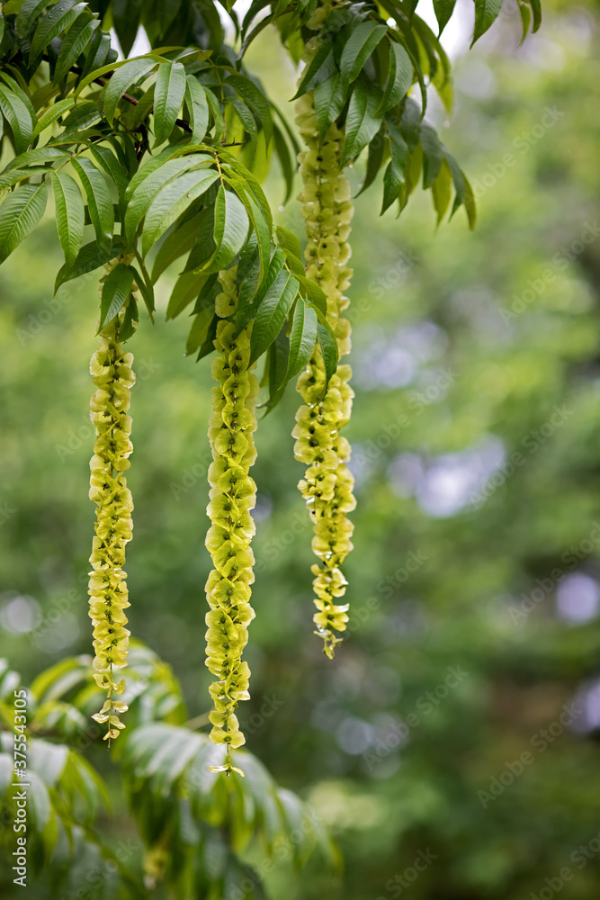 blossoms of a Pterocarya, often called wingnuts blossoms of a Pterocarya, often called wingnuts
