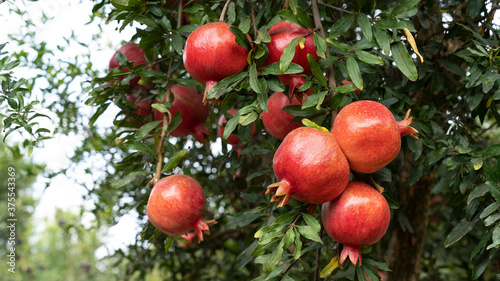 Pomegranate tree plantation in picking season