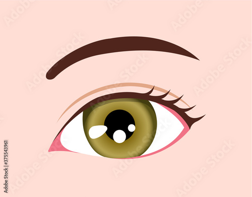 Human eyeball / eye color illustration (Hazel)