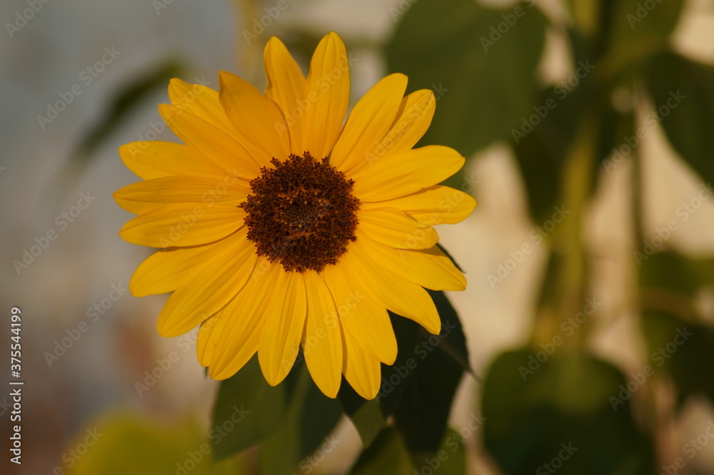 Obraz premium Sonnenblume