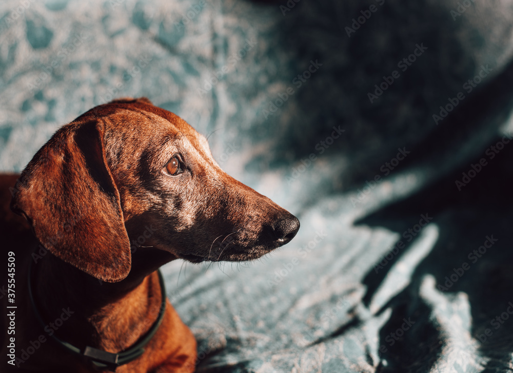 portrait of a dog. red-haired dachshund on the couch. red-haired dachshund looks at the owner. the dog sunbathes in the sun. eyes of a beautiful red dog. brown dog eyes. taking care of pets. portrait 