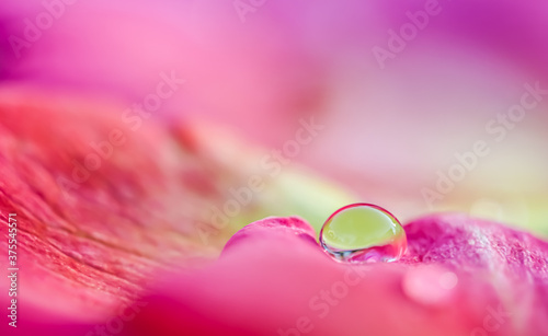 Red yellow rose petals with drops of water. Aromatherapy and spa concept. Blurred floral background