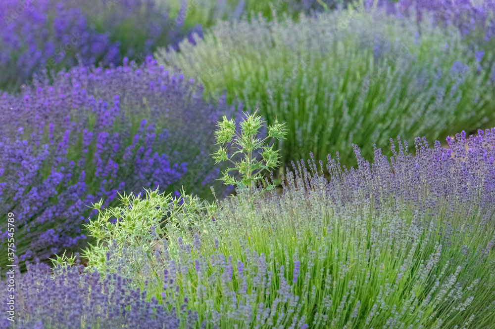 Obraz premium Lavender field in Provence, colorful landscape in spring, thistle 