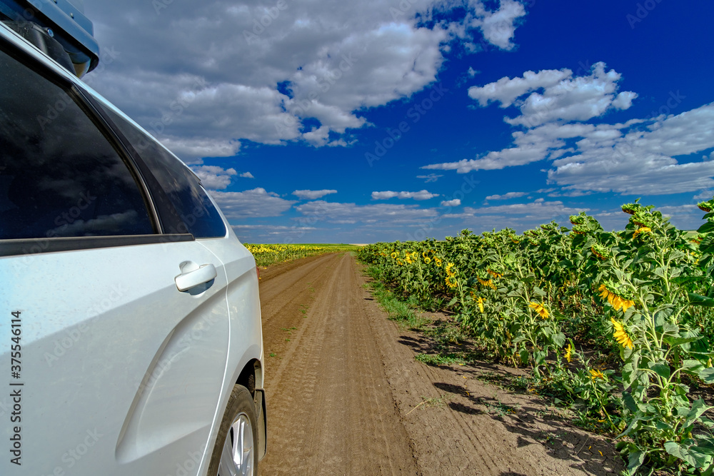 White car on a village road among endless fields of blooming sunflowers against a blue sky with clouds. Summer sunny day. Beautiful natural background. Car travel concept.