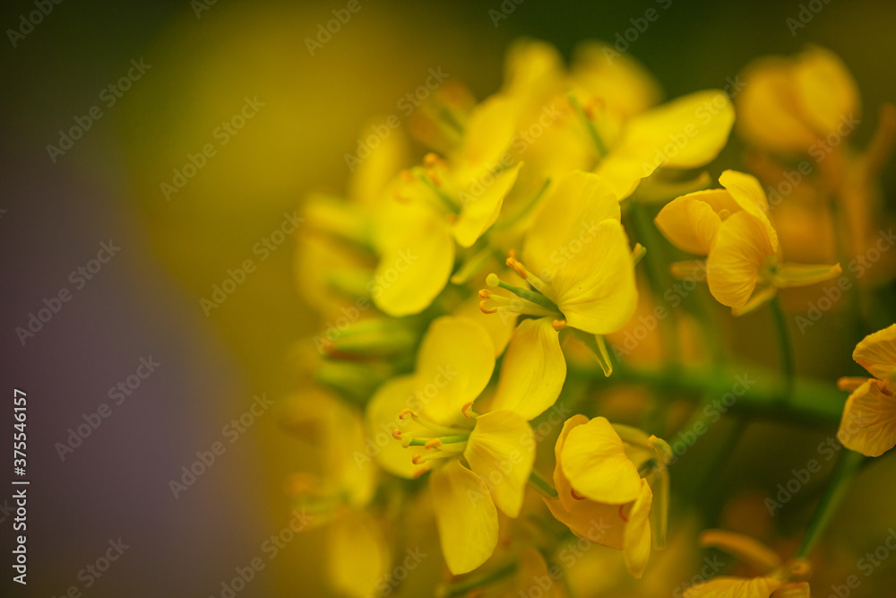 菜の花の近影 菜の花の近影