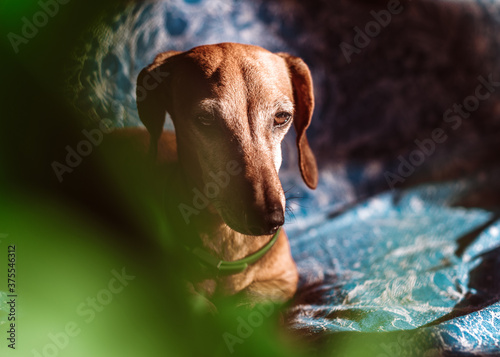red-haired dachshund on the couch. red-haired dachshund looks at the owner. the dog sunbathes in the sun. eyes of a beautiful red dog. brown dog eyes. taking care of pets. portrait of a dog on a white