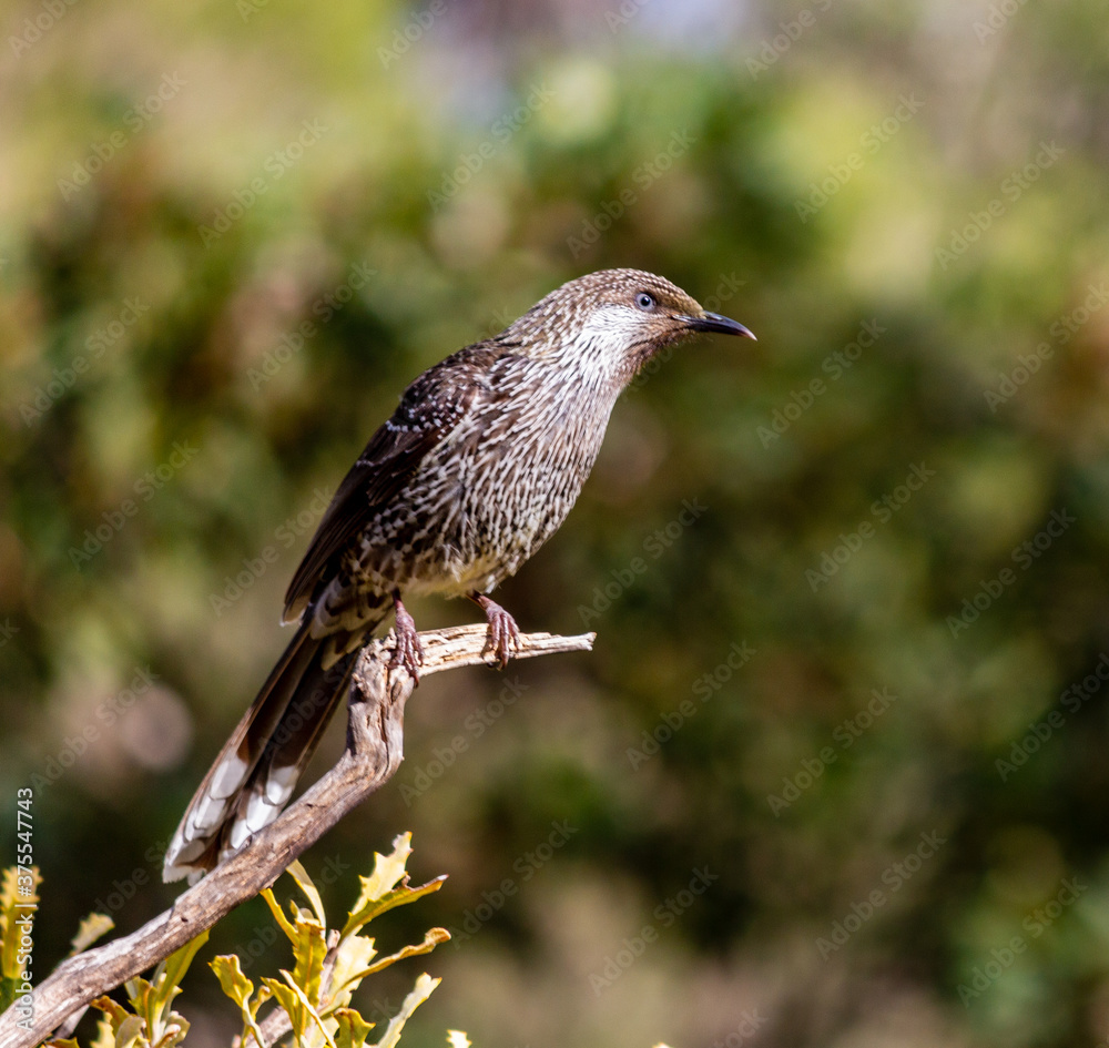 Obraz premium Little Wattlebird