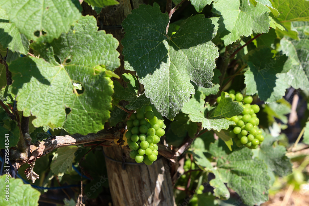 Green grapes ripen in summer in vineyards Green grapes ripen in summer in vineyards