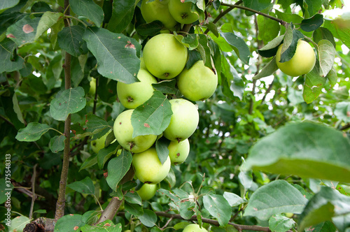 On the tree close up a lot of green ripe apples