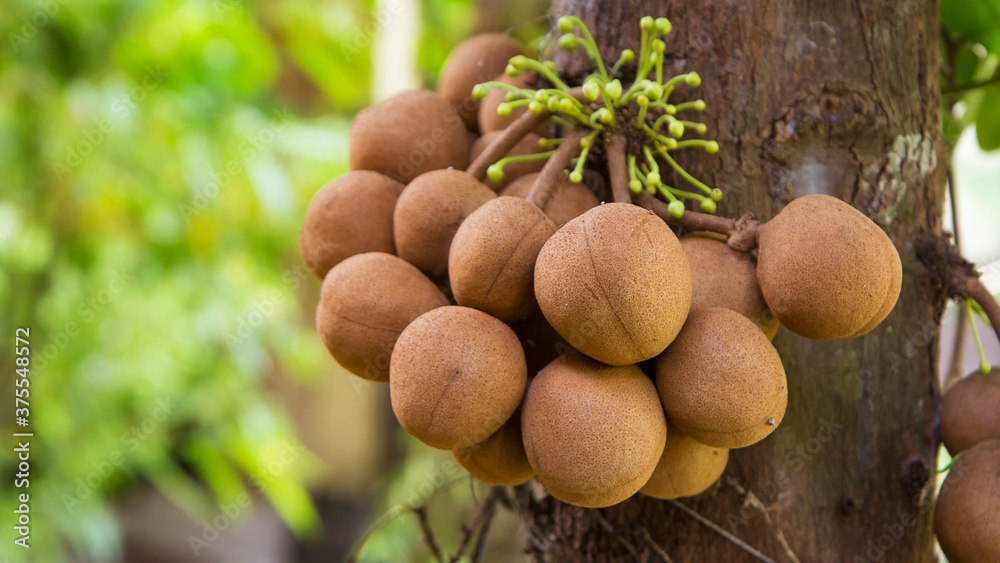 Stelechocarpus burahol, known as burahol, kepel, keppel fruit, or kepel apple Stelechocarpus burahol, known as burahol, kepel, keppel fruit, or kepel apple