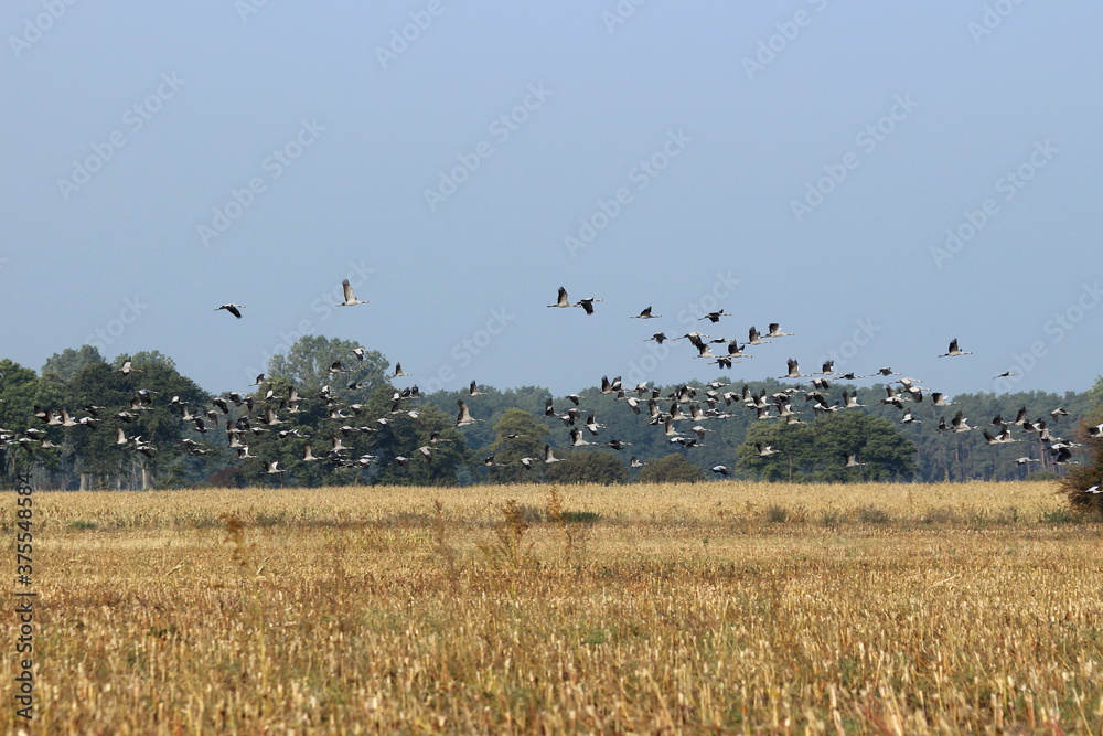 viele Kraniche fliegen über ein Feld im Herbst viele Kraniche fliegen über ein Feld im Herbst