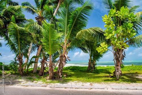 Palm trees along the shoreline, tropical island scenario © jovannig