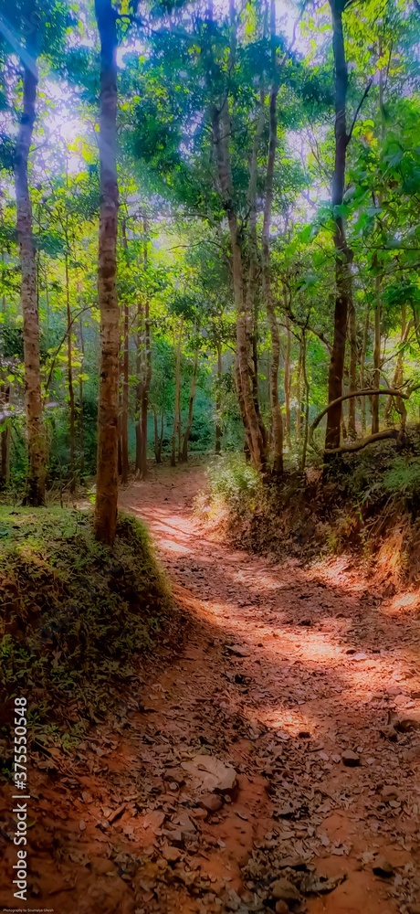 Fototapeta premium path in the forest