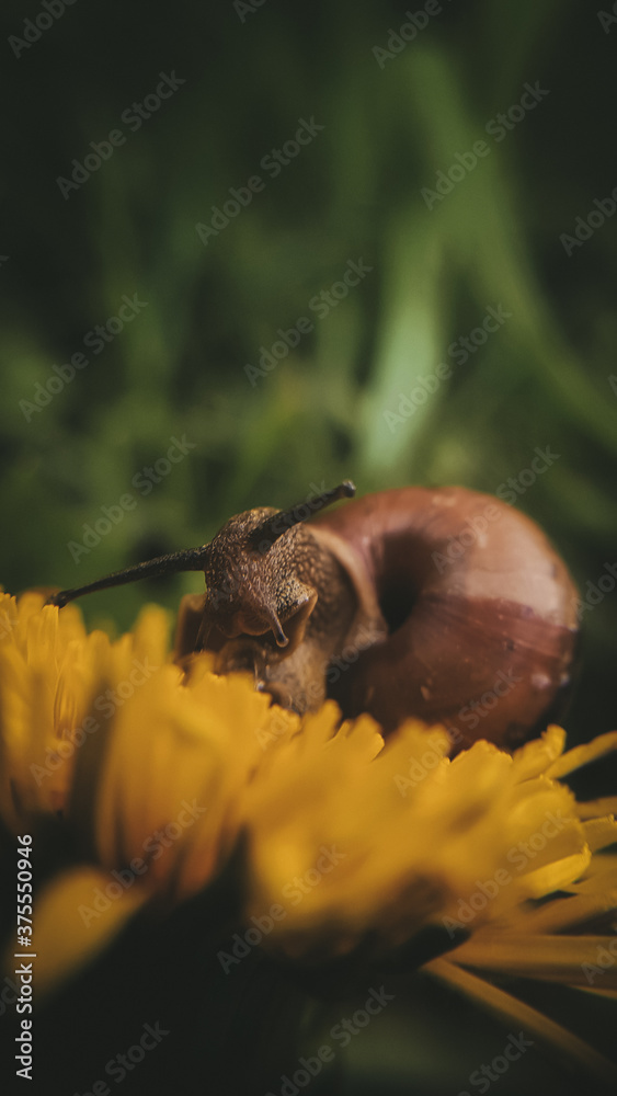 Fototapeta premium sea lion cub