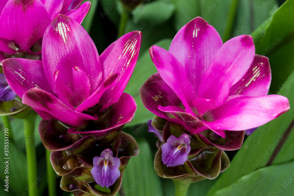 Siamese flowers,Kracheaw flower, taken at close range, behind a green leaf.